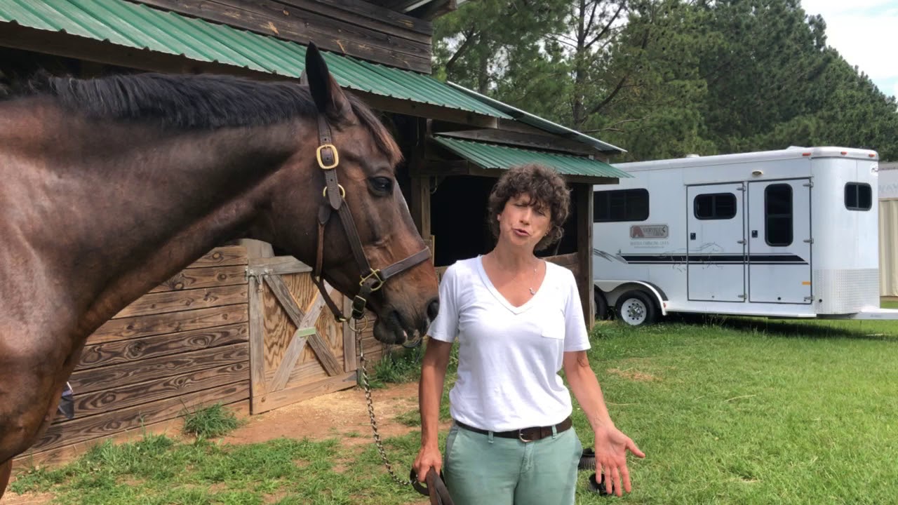 Why Do Horses Wear Horse Shoes? YouTube