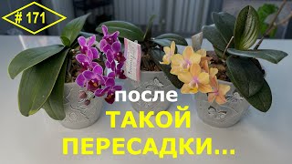 # 171 Даже маленькие орхидеи  растут цветут и пахнут. Правила плановой пересадки домашних орхидей