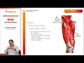 CB25 AH 3 6 MIEMBRO INFERIOR MUSLO mp4