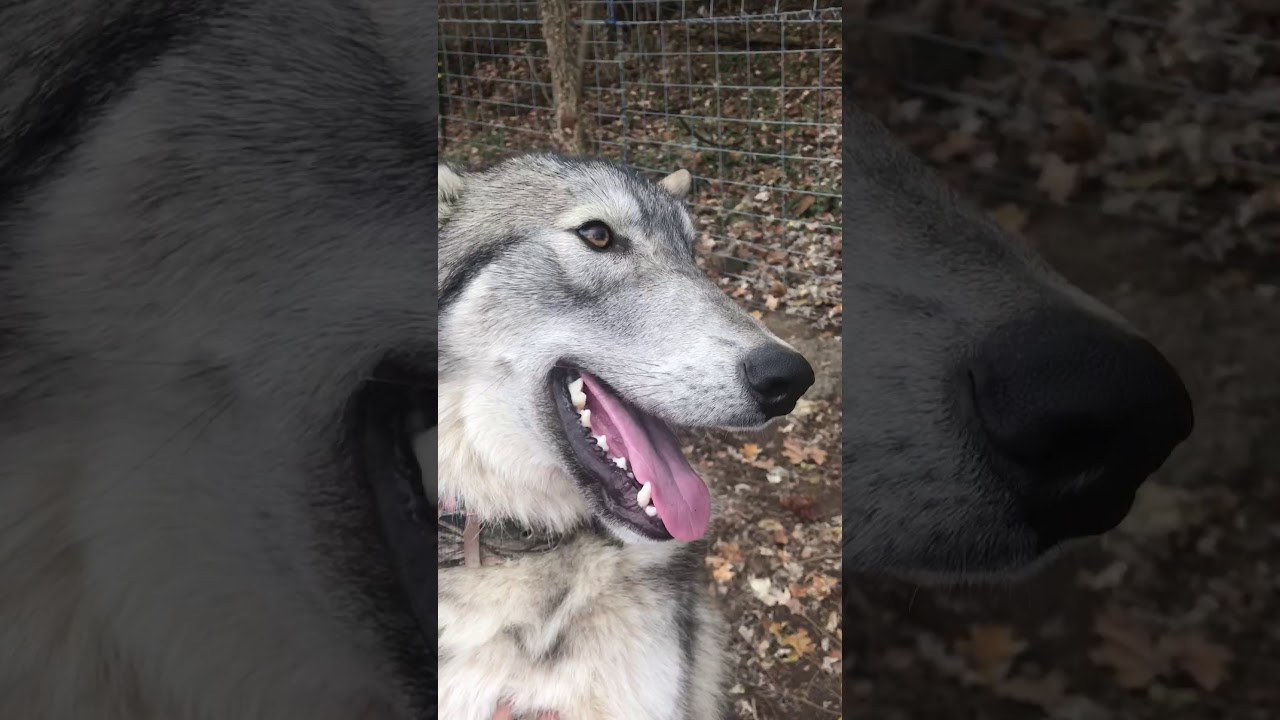 mid content wolfdog
