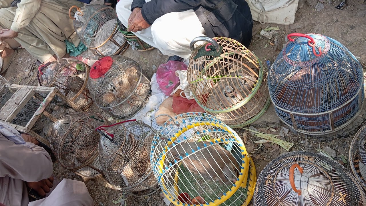 Lalukhet Teetar Market Live update 29-12-24| لالو کھیت تیتر منڈی کی براہ راست کوریج عمران کے ساتھ