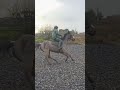 What do you call this jump? #horse #sports #shorts #fyp