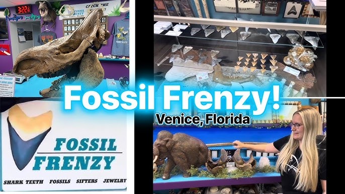 Fossil Frenzy, Venice Florida. A must visit for fossil collectors!