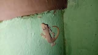 Lizard Sound Skin and Tail Zoom (Gecko) - Domestic Discovery