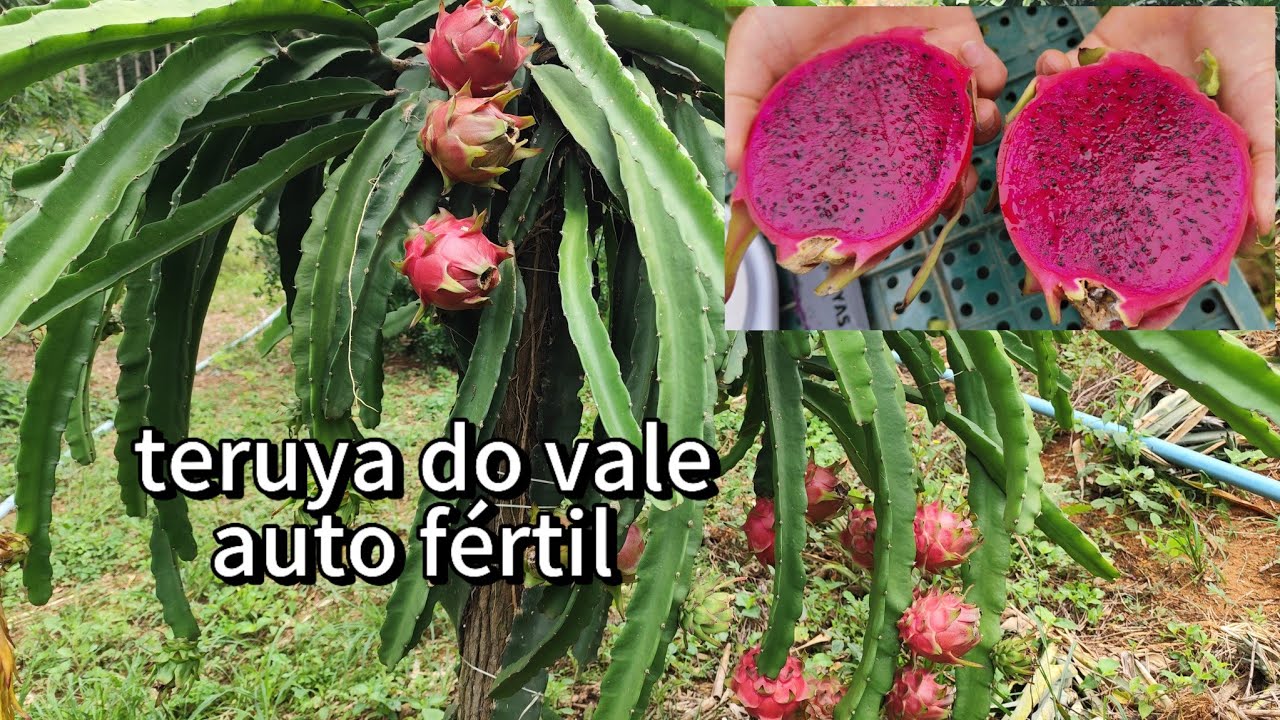 Teruya do vale ,  uma das melhores variedades de pitaya para plantio comercial