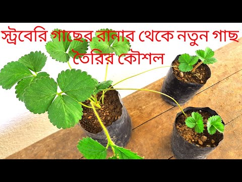 ভিডিও: কীভাবে অনুভূত স্ট্রবেরি তৈরি করবেন