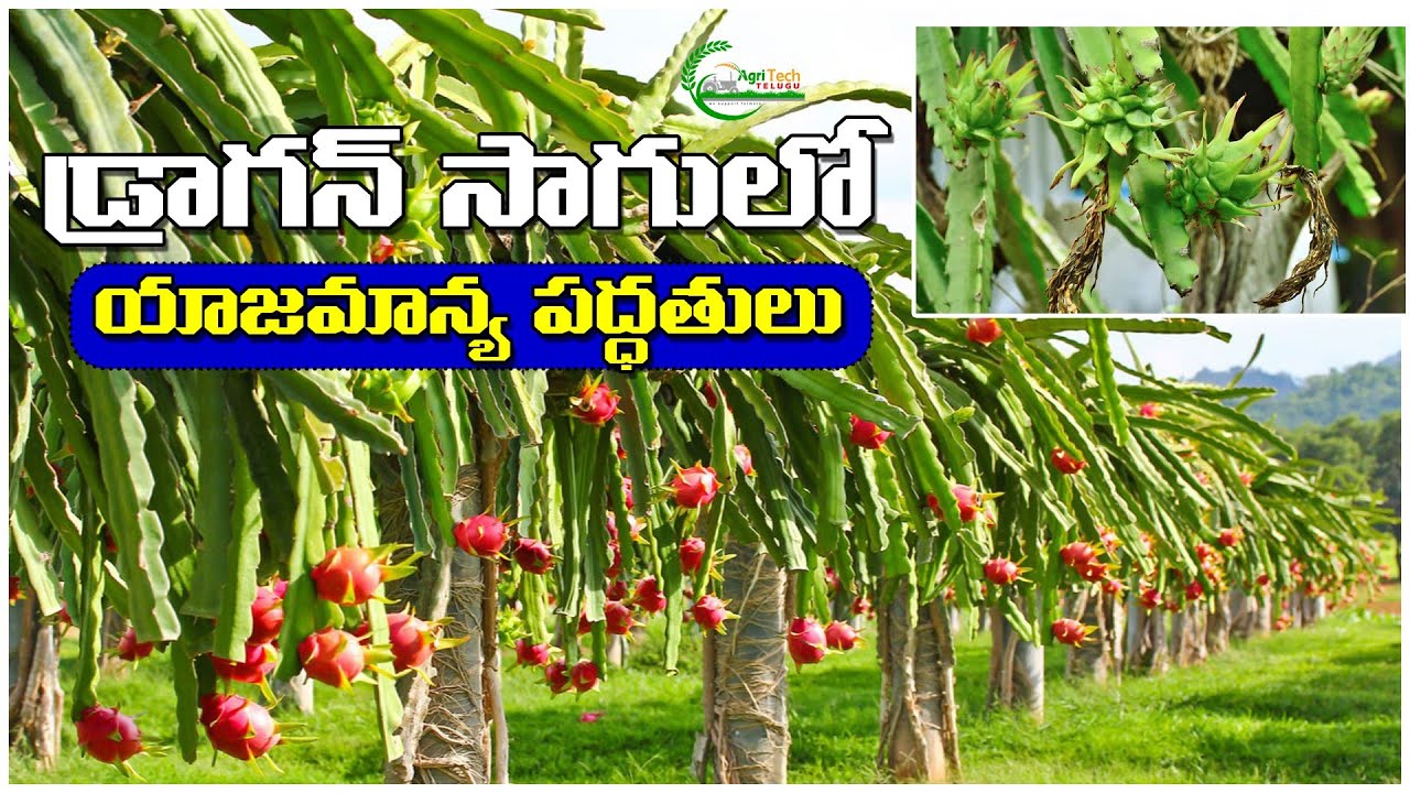 డ్రాగన్ సాగులో సస్యరక్షణ మార్గాలు | Dragan Fruit Cultivation Process | AgriTech Telugu