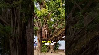 What is the most affordable beach Cafe in Port Vila? Banyon beach Cafe Efate Island Vanuatu 🏝️