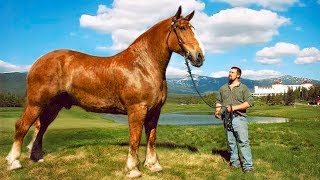 The BIGGEST HORSES In The World 🐎