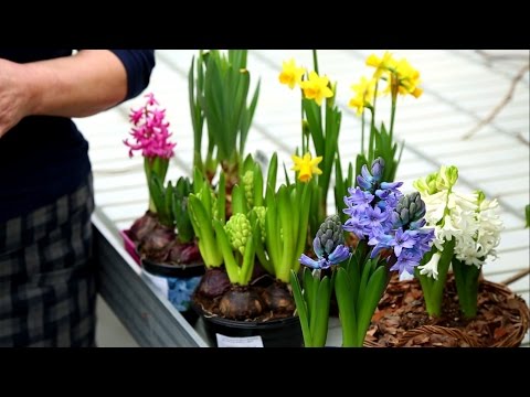 Video: Tulipány, Narcisy, Hyacinty Po Destilácii