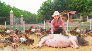Build A Mesh Wall To Separate - Take Care of Sows About To Give Birth, Get Food For The Goats