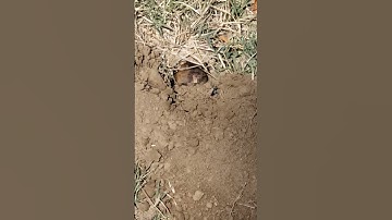 today at the river, we got to watch a gopher working hard! #gopher #nature #naturevideos #digging