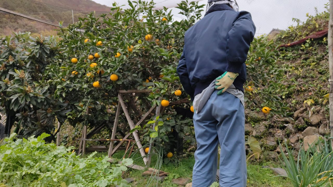 八朔(はっさく)の収穫と、接ぎ木。 ( 1月2023年 )