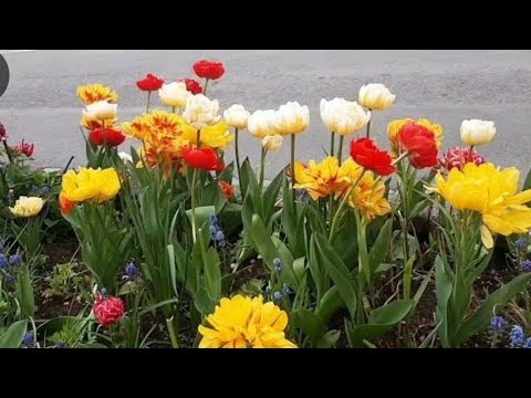 مستجدات المديمي وثحفة وسبب الخلاف ربعات حمزاوة هاشنو ناوين