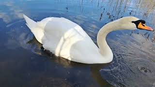 Feeding a lonely swan by hand.🦢 Cygnets. Cisnes. Лебеді. Cigni. हंसों. Angsa. Thiên nga. Cygnes.