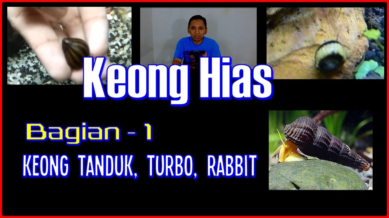 6 Jenis Keong Hias Aquascape - Bagian 1