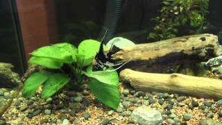 Angelfish Spawning Again