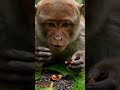Did you know #monkey #nature #jungle #forest #subscribe for daily posts!