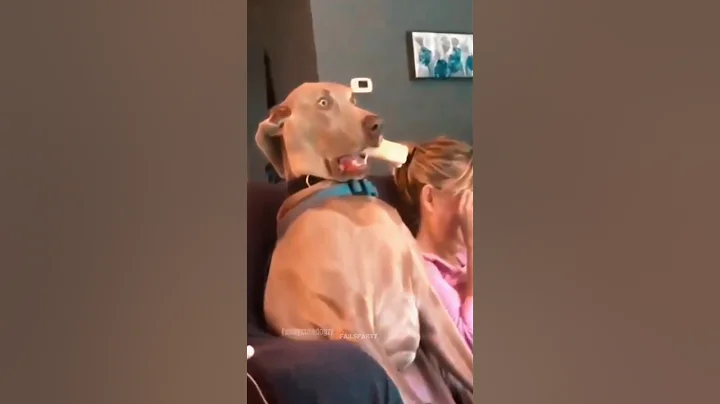 Funny Animals 2024 😂 - Funniest Cats and Dogs video 🐱 🐶 #shorts part 135