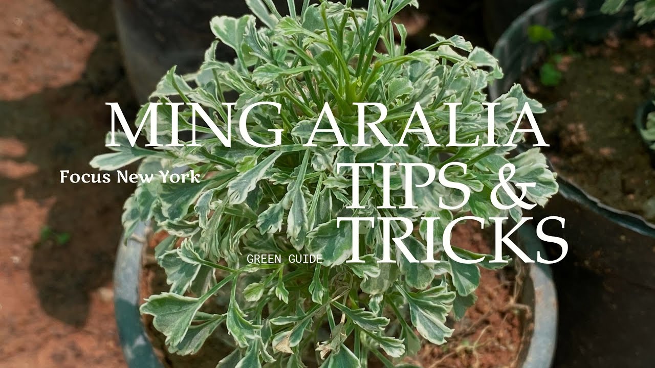 Ming Aralia Indoor Plant Care | Proven Lighting, Watering, Soil, Pest & Growth Tips