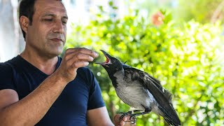 Kayıp Kargasının Boşluğunu, Yavru Kargayla Doldurdu