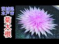 日本料理の包丁技術　菊花大根　紫　薄型