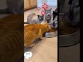 When the owner Farts… and the cats can't handle It 😹💨