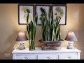 How to Care and Arrange Snake Plants in a Glass Vase and Beautiful Planter as Indoor Decoration