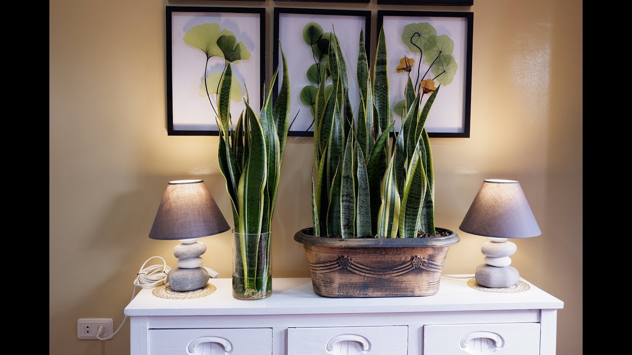 How to Care and Arrange Snake Plants in a Glass Vase and 