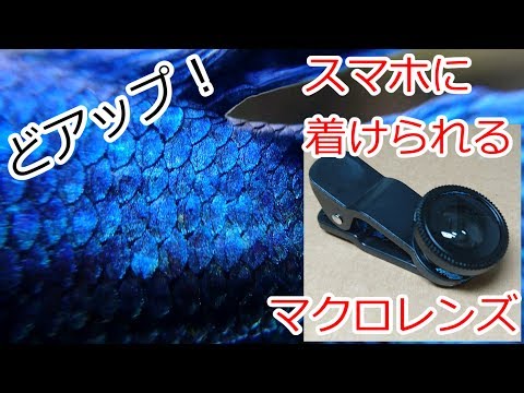 スマホのマクロレンズで水槽撮影　どアップになる！