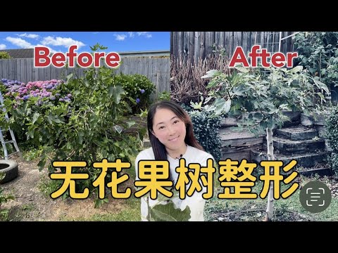 【种植74】无花果树整形修剪，张牙舞爪的的树 变成 亭亭玉立的树, 来年结更大的果 Pruning fig tree