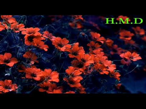 سعدي توفيق البغدادي تانيني صحت عمي يا جم ال 