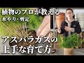 【観葉植物のプロが教える】水やり・剪定 観葉アスパラガスの上手な育て方