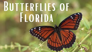 Butterflies of Florida screenshot 4