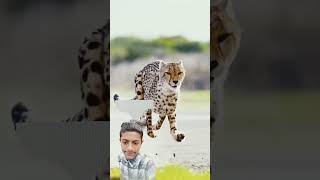 mrbeast versus cheetah bageshwar manush poshu race race race #mrbeast #automobile #jungleman 🏃🐆🐯🦁🚶🧎
