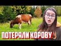 Грустные новости из деревни. Потеряли корову