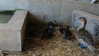 Duck birth in the terrarium of my turtles !!  (audio in spanish)