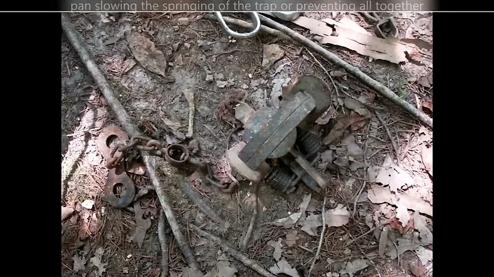 fur trapping basics for a beginner, on the off-grid homestead