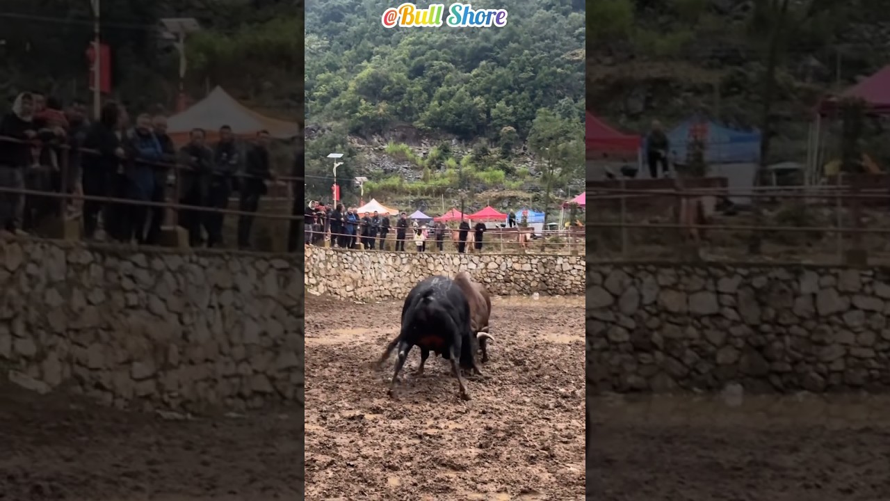 Watch how two cows fight at work and if you enjoy watching, subscribe.