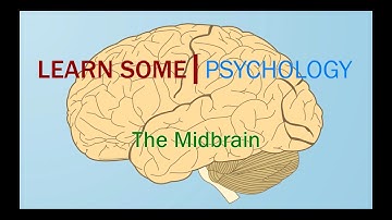 The Midbrain
