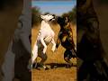 dogo argentino vs presa canario, | mixing #pitbull #rottweiler #doberman #youtubeshorts #cutepet