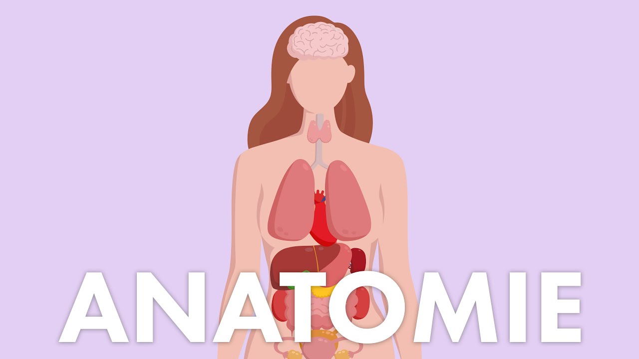 Weibliche Anatomie | HEISSKALT INFORMIERT