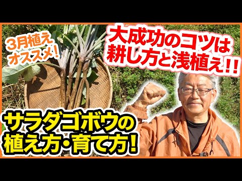 ３月おすすめ！サラダゴボウの植え方・育て方！大成功のコツは土の耕し方と浅上にあり！？【家庭菜園】【土作り】【３月植え野菜】【種まき】