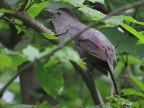 Catbird Calling 