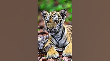 Tiger Cub Wrapped by Python – A Silent Jungle Moment 🐯🪱 #shorts #tiger #python #ai #trending
