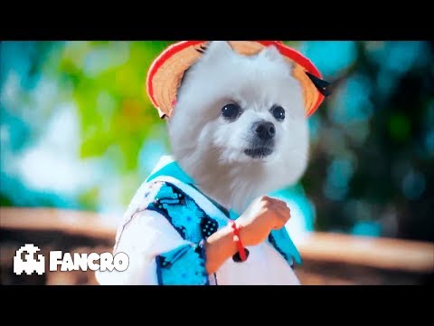 Movimiento Naranja Remix HD - Cover Animales
