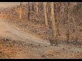 Two month old scared tiger cub looking for his mother, will they reunite? | Tipeshwar |