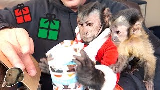 Monkey Christmas Gift Unboxing Party!