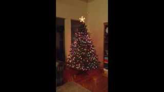 Christmas Tree Light Show Controller - eMotions Lighting