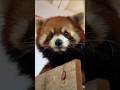 Funny and cute animals compilation to see before sleep :3 😺🐾